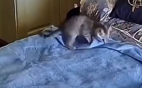 ���� ���� ������ (�����)