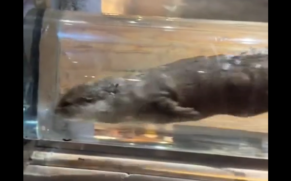 ��� ��������� ����� ��� ����������� � ���... (�����)