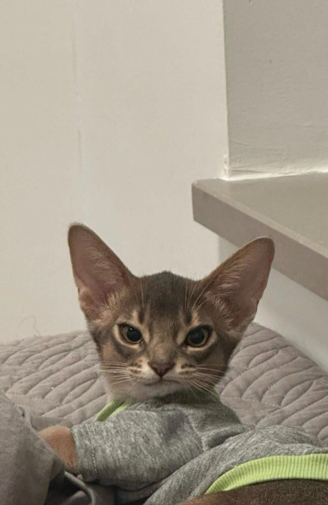 ������� �������� ��� �������� ���������� (15 ����)