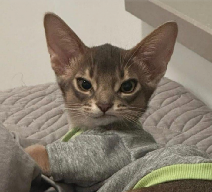 Кошачья подборка для поднятия настроения (15 фото)