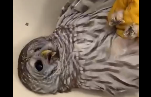 �������� ���������... (�����)