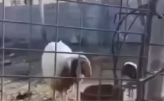 �����? (�����)