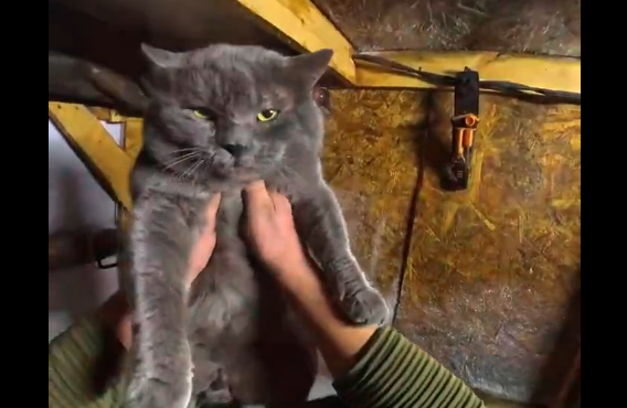 �������� ���������� (�����)