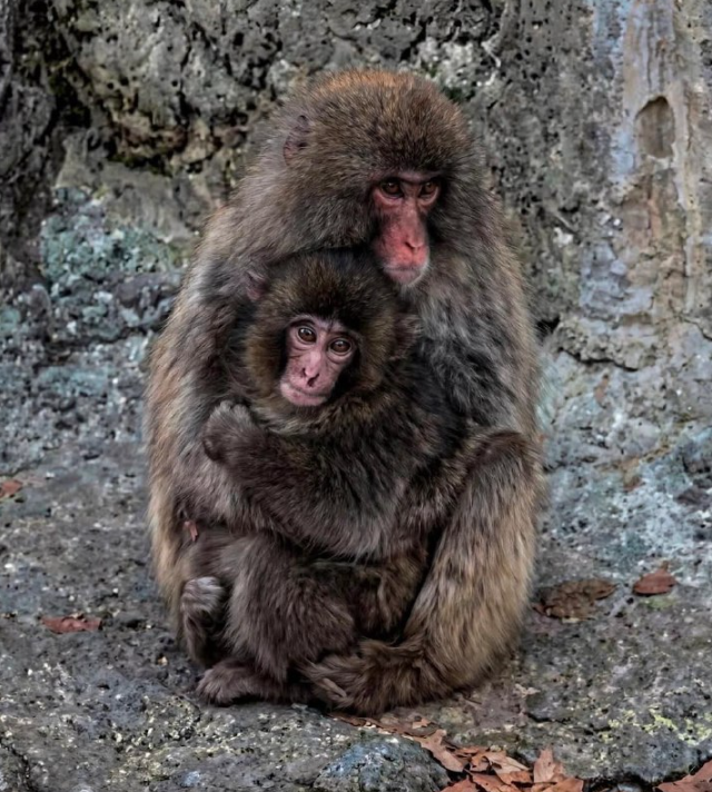 ����� ����� ���� �� ������� (2 ����)