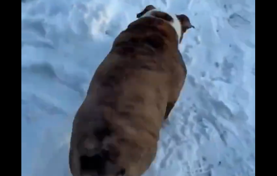 ������� (�����)