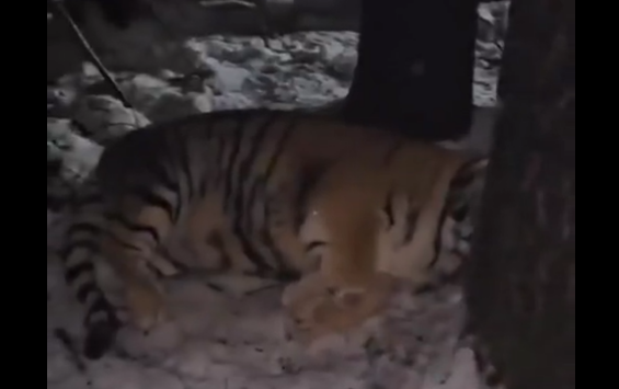 ����� (�����)