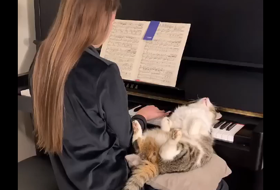 ������� (�����)