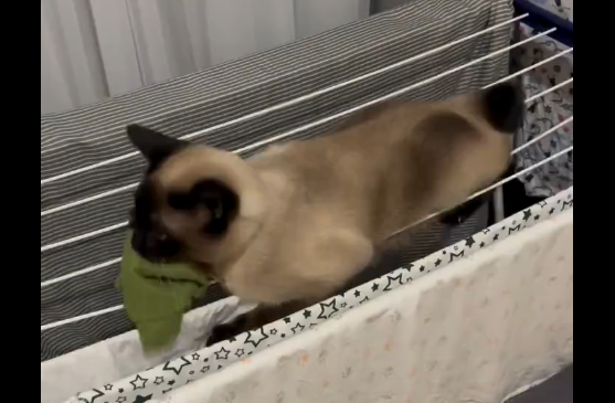 ���� � ����! ������, ��������! (�����)