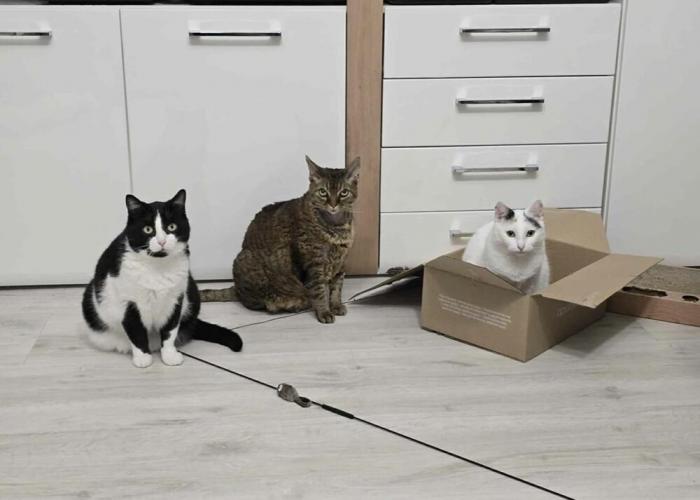 ������� ������� (28 ����)