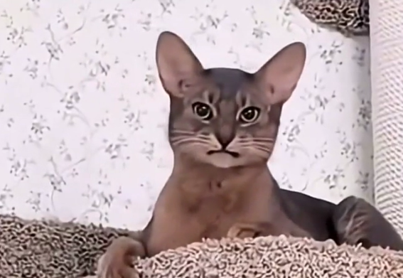 �������� ������ (�����)