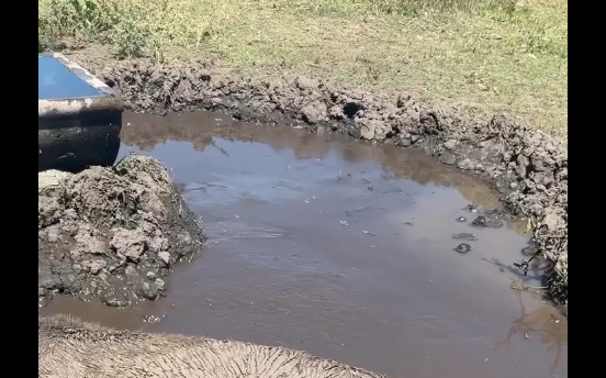 ����� ������ (�����)