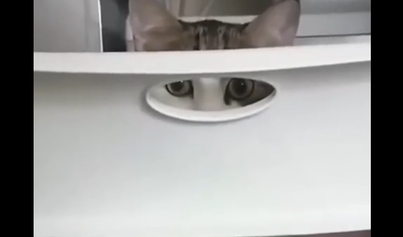 ���������� (�����)