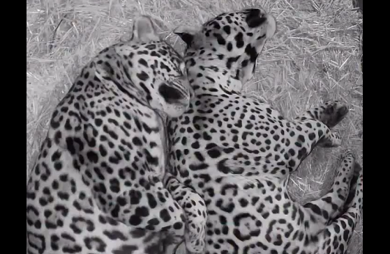 ������ (�����)