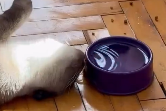 ����� ���� �� ���������, � ��� ��� ������� ��������� (�����)