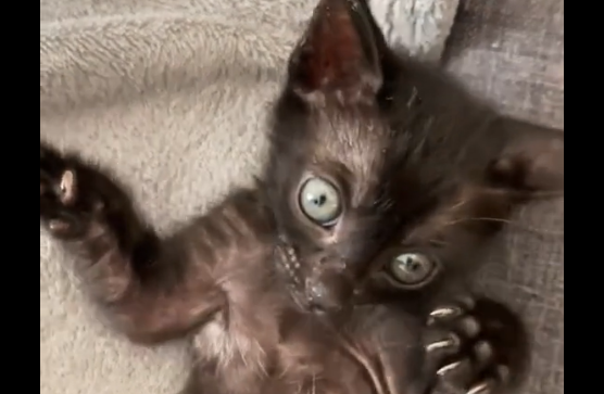 ��������� ������ (�����)