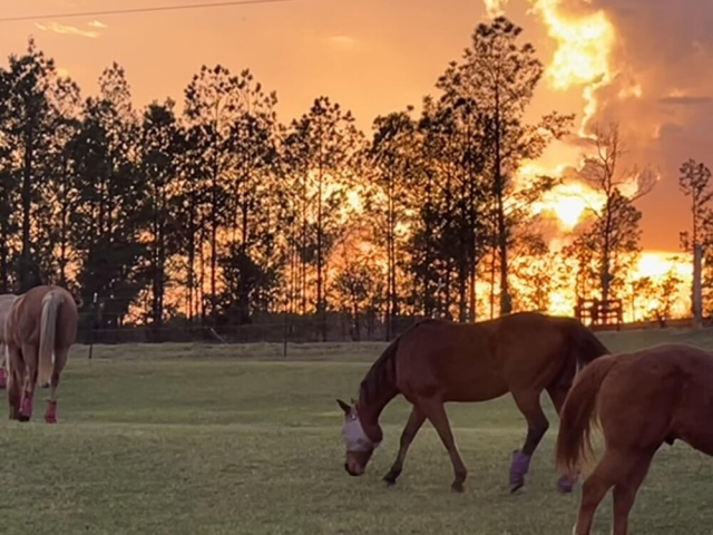 �������� ���������� ���������� ������� (20 ����)