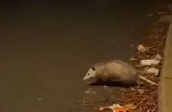 ����������������� ���� ������ (�����)