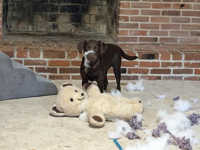 ������� ��������: �������� ��������, ������� ���������� �� ������� (25 ����)