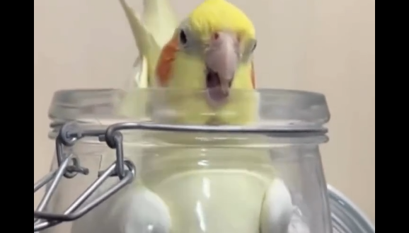 ��� ������� ����� ������� (�����)