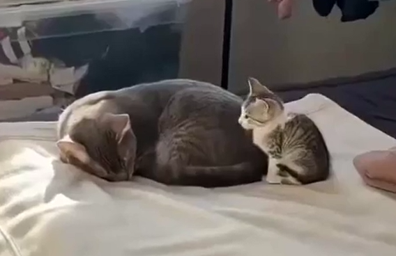 ������� ������ ������ �������� ����������� � ������� ����� ����� (�����)