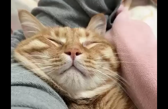 ������ ��� (�����)