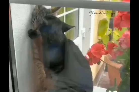 ����� (�����)