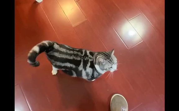 ������� ������� (�����)