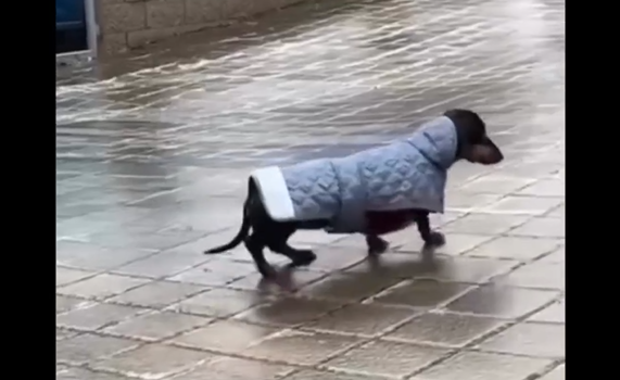 �����, �������... (�����)