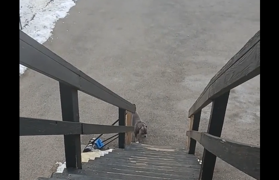 Like a boss (�����)