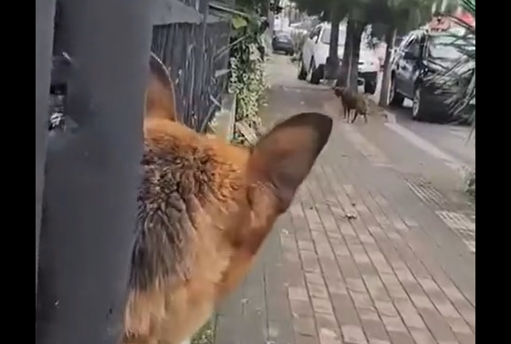 ������� ��������, ��� ����� ����� (�����)