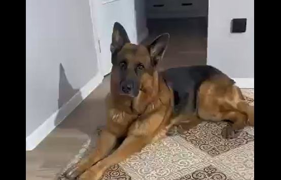 ����� �������� (�����)