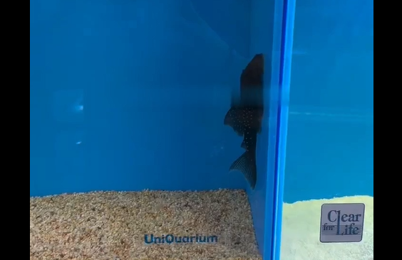 ������������� �����-�� (�����)