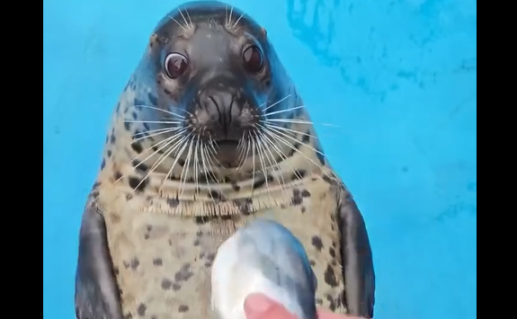 ��� ������ ������������� �� ������ (�����)