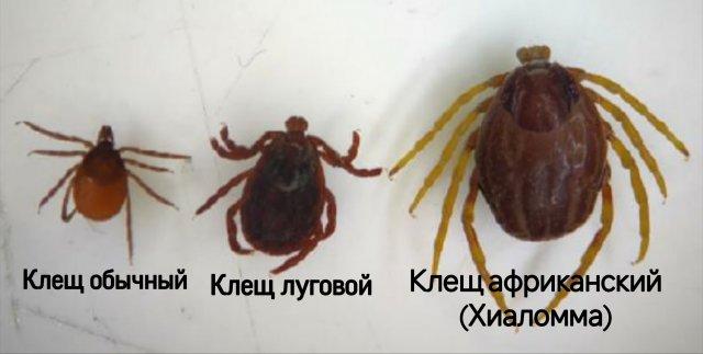 ����������� � ������� �����-������� ���� �������� ��������� � ������ (2 ����)