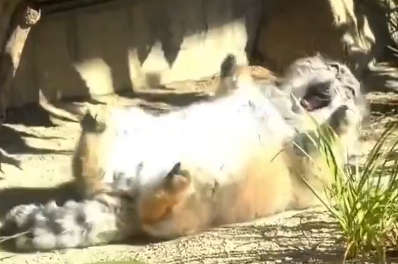 ��������� (�����)