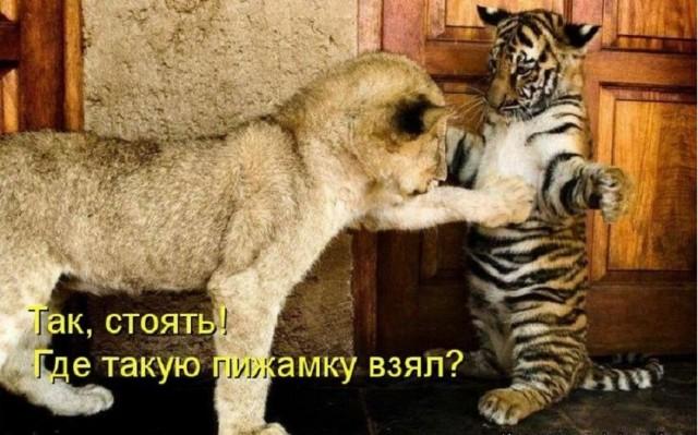 ������� �������� (15 ����)