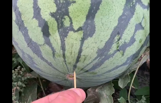 ���� ��������? (�����)