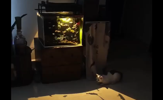 ��������� ������ ������ ������� (�����)