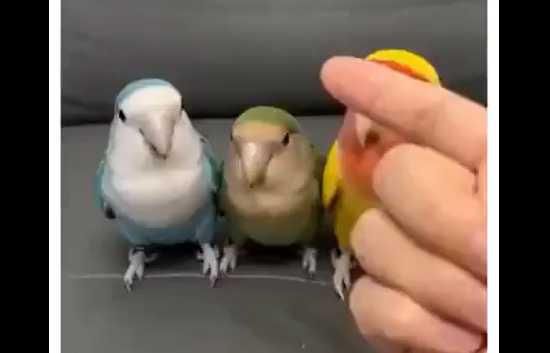 That's his training (�����)