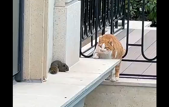 ������� (�����)