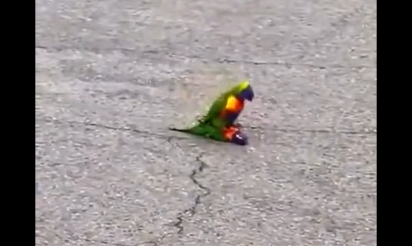 ������ ������� ���� ����� ������ ����� ������������� �� �������� (�����)