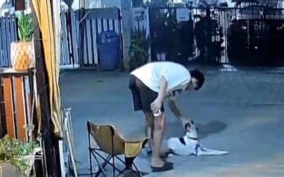 ������ (�����)