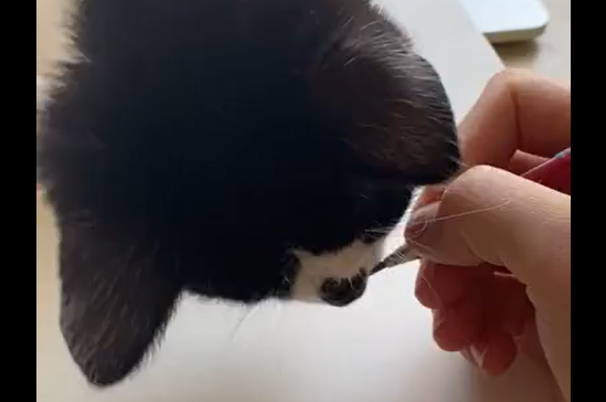 ������� (�����)