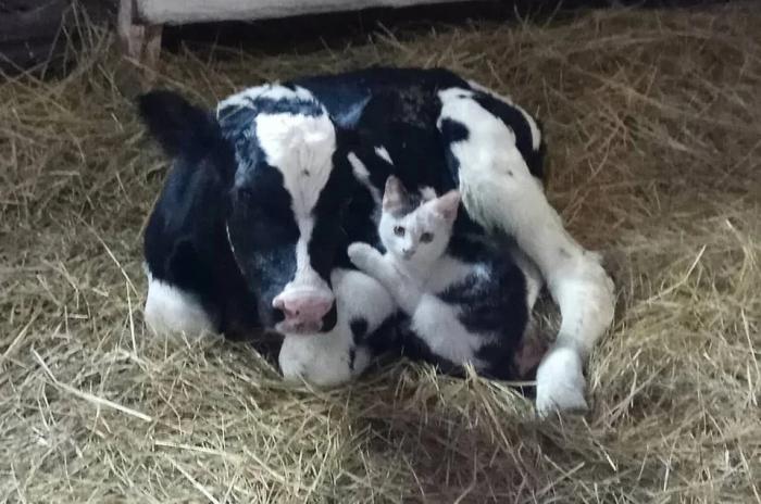 ������� ������ (20 ����)