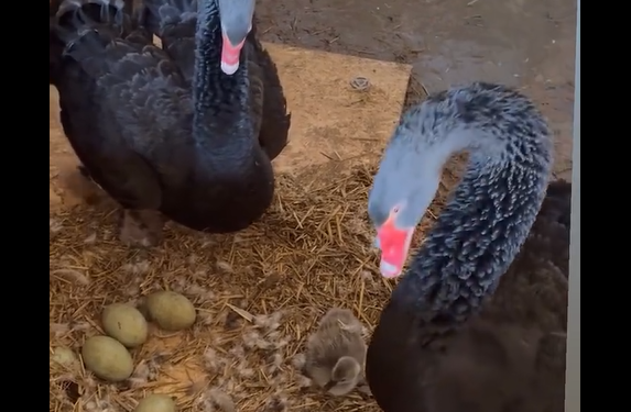 ������� �������� (�����)