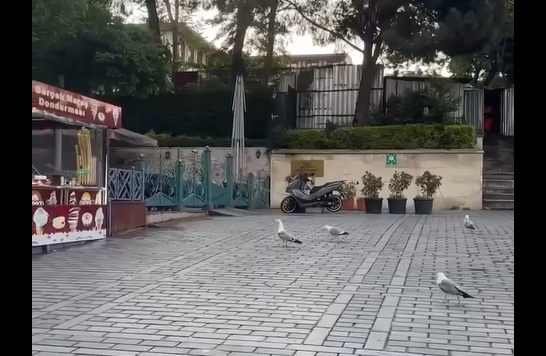 ������������ ����� (�����)