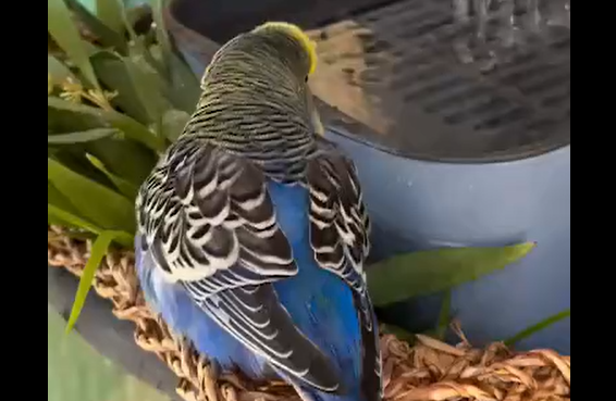 ������ ��� ��� ��������� (�����)