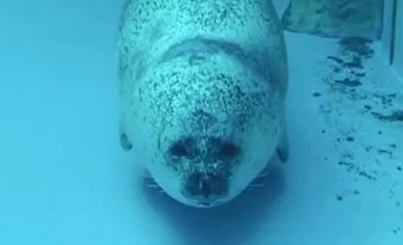 ����� (�����)