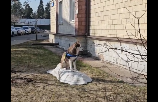 ��������� �������� ������� (�����)