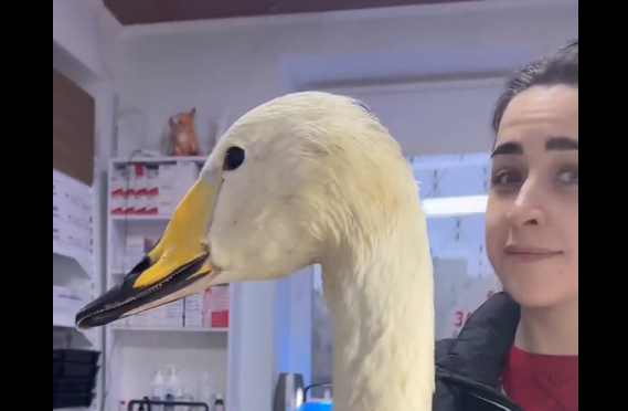 ������ � ���������� (�����)